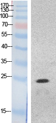 HMG Polyclonal Antibody