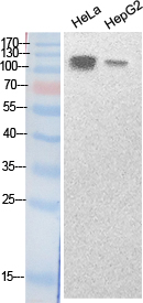 SREBP Polyclonal Antibody