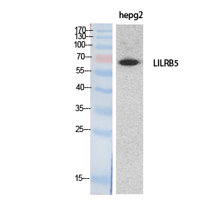 CD85c Polyclonal Antibody