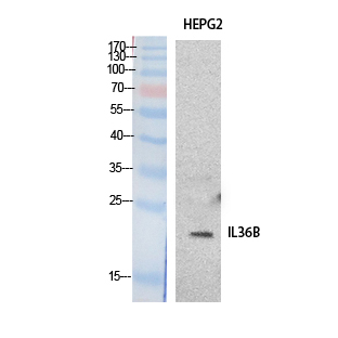 ILF8 Polyclonal Antibody