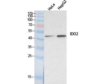 INDOL1 Polyclonal Antibody