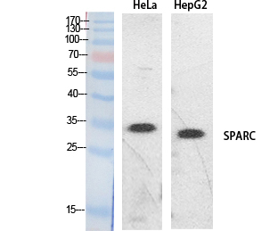 SPARC Polyclonal Antibody