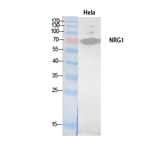 Neuregulin Polyclonal Antibody