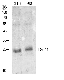 FGF1 Polyclonal Antibody