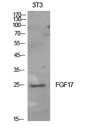FGF7 Polyclonal Antibody