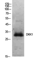 Dkk Polyclonal Antibody