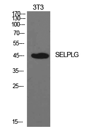 PSGL Polyclonal Antibody
