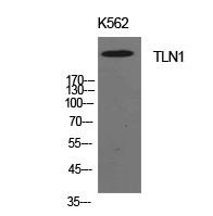 Talin Polyclonal Antibody
