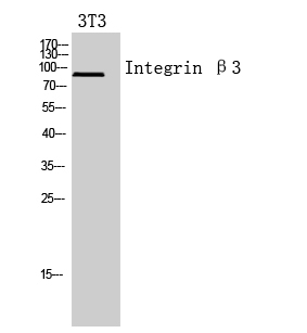 Integrin β3 Polyclonal Antibody