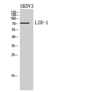 LIR Polyclonal Antibody