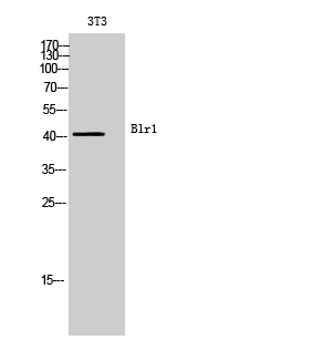 Blr1 Polyclonal Antibody