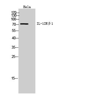 IL2Rβ1 Polyclonal Antibody