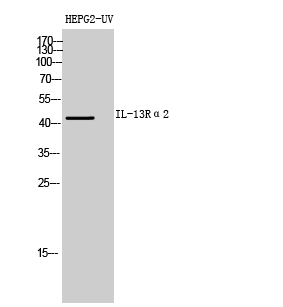 IL3Rα2 Polyclonal Antibody