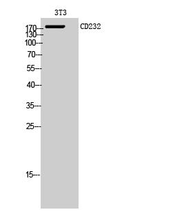 CD232 Polyclonal Antibody