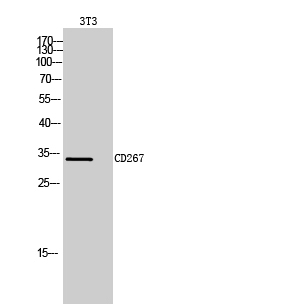 CD267 Polyclonal Antibody