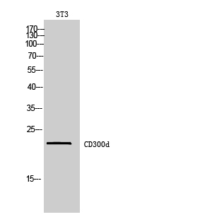 CD300d Polyclonal Antibody