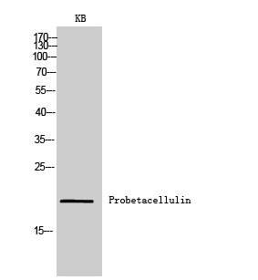 Probetacellulin Polyclonal Antibody