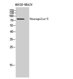Neuregulin-3 Polyclonal Antibody