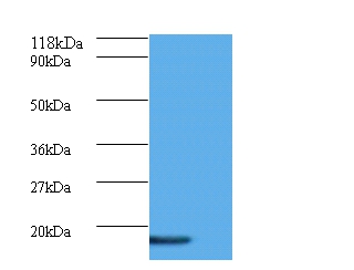 AP complex subunit sigma-3 Polyclonal Antibody
