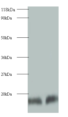 Cystatin-B Polyclonal Antibody