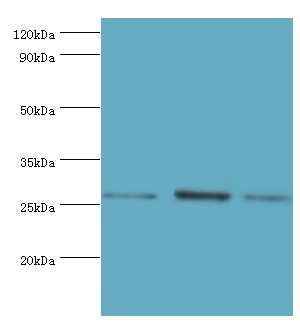 AZU1 Polyclonal Antibody