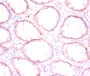Protein disulfide-isomerase Polyclonal Antibody