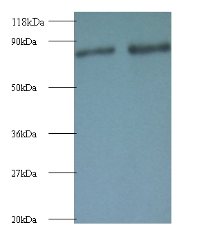 Ras-related protein RabA Polyclonal Antibody