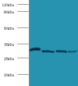 Carbonic anhydrase 2 Polyclonal Antibody