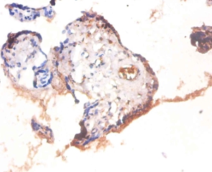 Heat shock factor-binding protein 1 Polyclonal Antibody