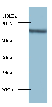 Tyrosyl-tRNA synthetase, cytoplasmic Polyclonal Antibody