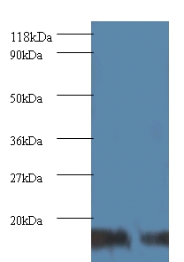 SUMO-conjugating enzyme UBC9 Polyclonal Antibody