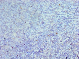 CEBPG Polyclonal Antibody