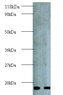 Active regulator of SIRT1 Polyclonal Antibody
