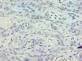 Eukaryotic translation elongation factor 1 epsilon Polyclonal Antibody