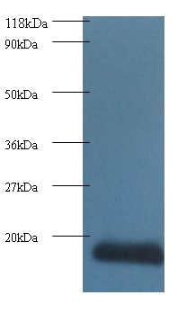 Cytidine deaminase Polyclonal Antibody