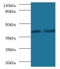 Glycosyltransferase 8 domain-containing protein 2 Polyclonal Antibody