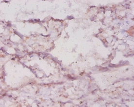 Heme oxygenase 1 protein Polyclonal Antibody