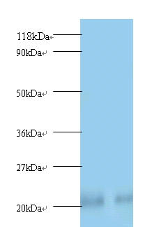 Peroxiredoxin Polyclonal Antibody