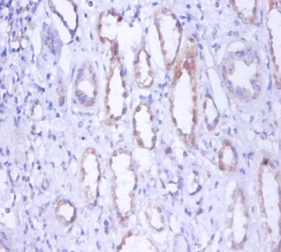Myosin-9 Polyclonal Antibody