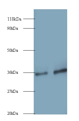 Small nuclear ribonucleoprotein G Polyclonal Antibody