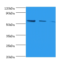 Nicotinate phosphoribosyltransferase Polyclonal Antibody