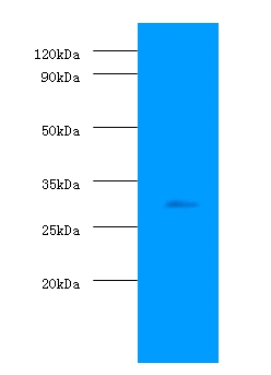 Prohibitin Polyclonal Antibody