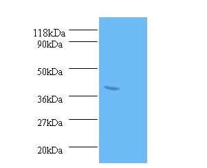 Serum paraoxonase/arylesterase 1 Polyclonal Antibody