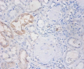 Non-secretory ribonuclease Polyclonal Antibody