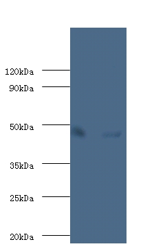 Alpha-enolase Polyclonal Antibody