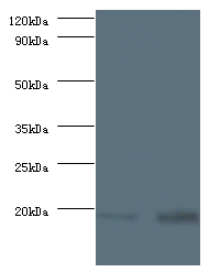 40S ribosomal protein S13 Polyclonal Antibody