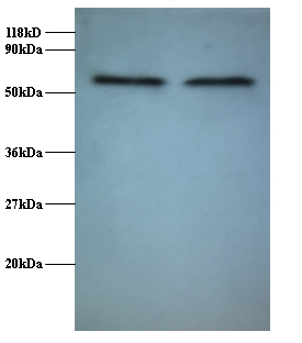 RNA-binding protein FUS Polyclonal Antibody