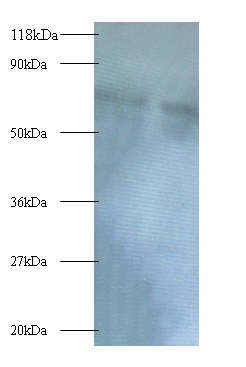 Polycomb complex protein BMI Polyclonal Antibody