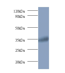 Ras-related GTP-binding protein A Polyclonal Antibody