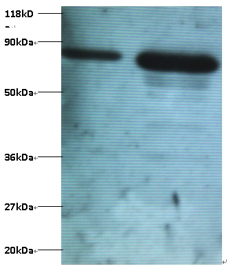 Ubiquitin thioesterase OTUB1 Polyclonal Antibody